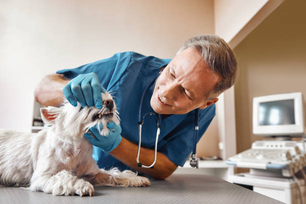 Best Walk-In Emergency Dentist in South Windham, CT